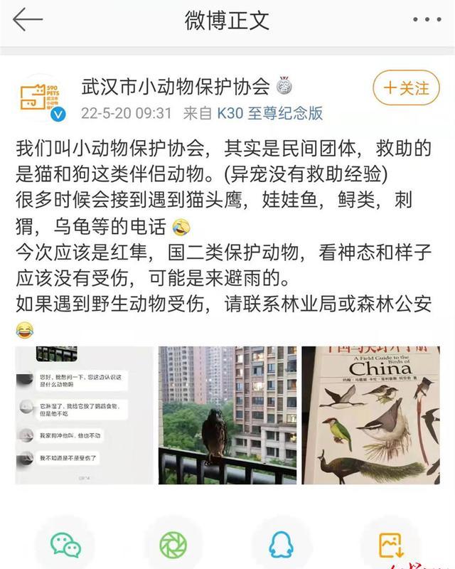 武汉市小动物保护协会微博截图