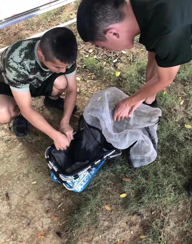 柳州小动物保护协会救助绿鬣蜥